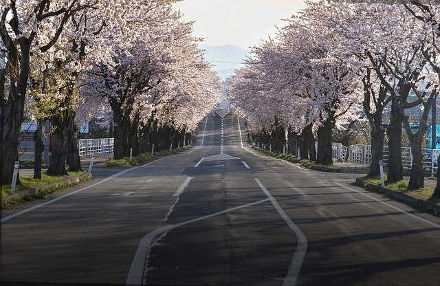 cherry-blossoms-g0380d5acf_640.jpg