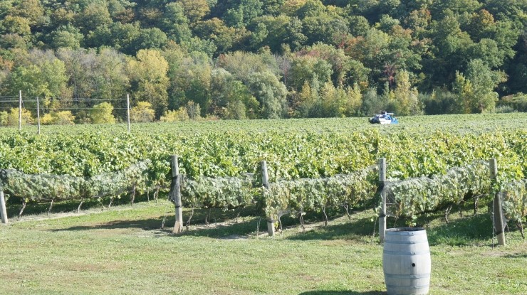 나이아가라 컬리지 특이학과② - Winery, Viticulture and Brewery Studies 관련 이미지 3