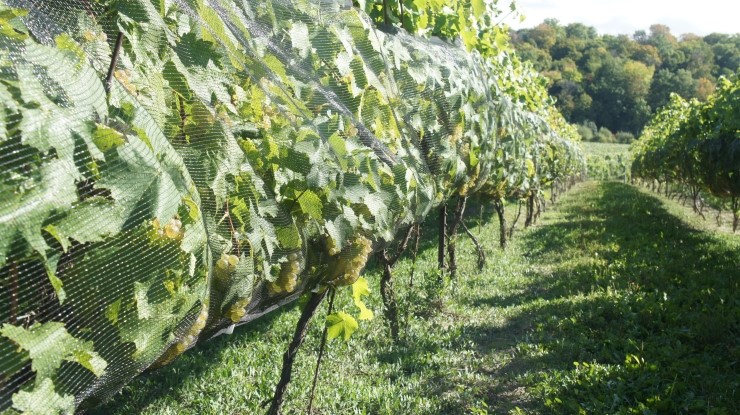 나이아가라 컬리지 특이학과② - Winery, Viticulture and Brewery Studies 관련 이미지 4